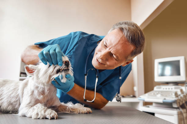 Best After-Hours Emergency Dentist in Crooksville, OH